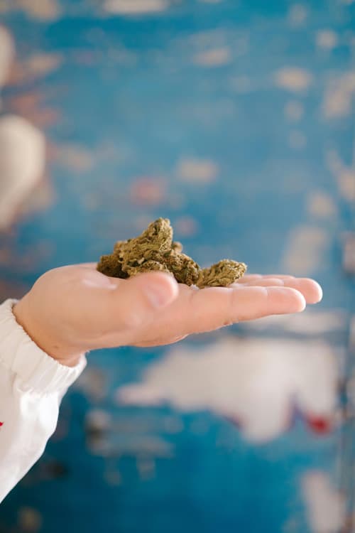 Hand Holding Cannabis Buds at Nature’s Wonder Dispensary Hand holding a small cluster of cannabis buds with a blurred blue background, representing quality cannabis at Nature’s Wonder Dispensary.